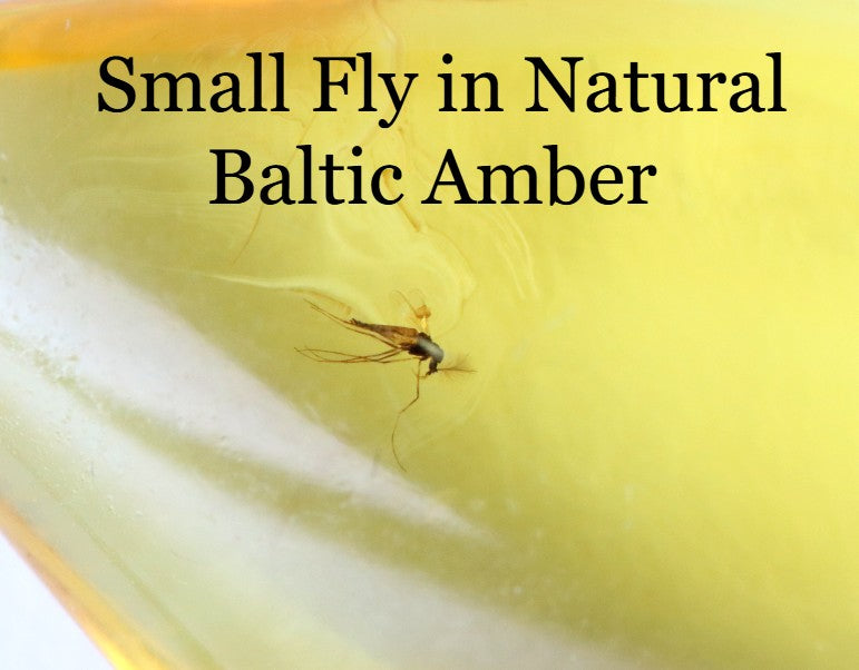 Small Fly in Natural Baltic Amber