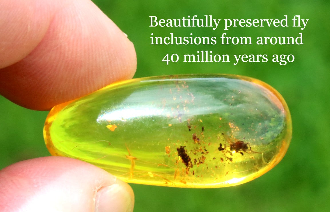 Museum-Grade Baltic Amber Gem with Fly Inclusions