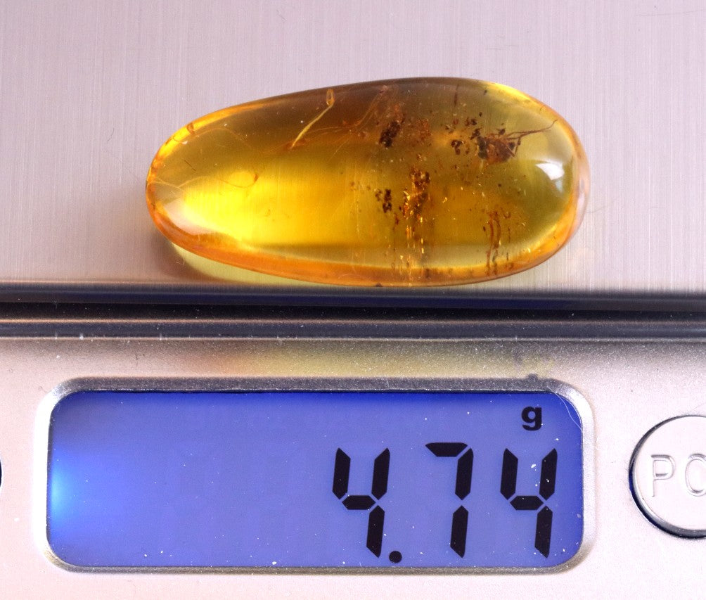 Museum-Grade Baltic Amber Gem with Fly Inclusions