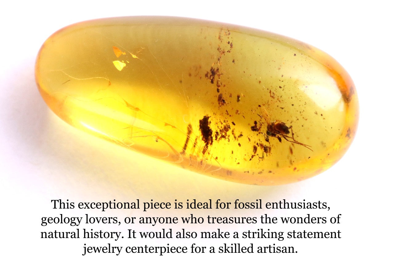 Museum-Grade Baltic Amber Gem with Fly Inclusions