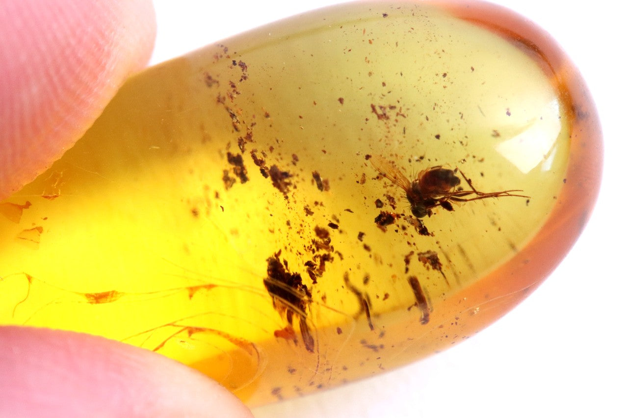 Museum-Grade Baltic Amber Gem with Fly Inclusions