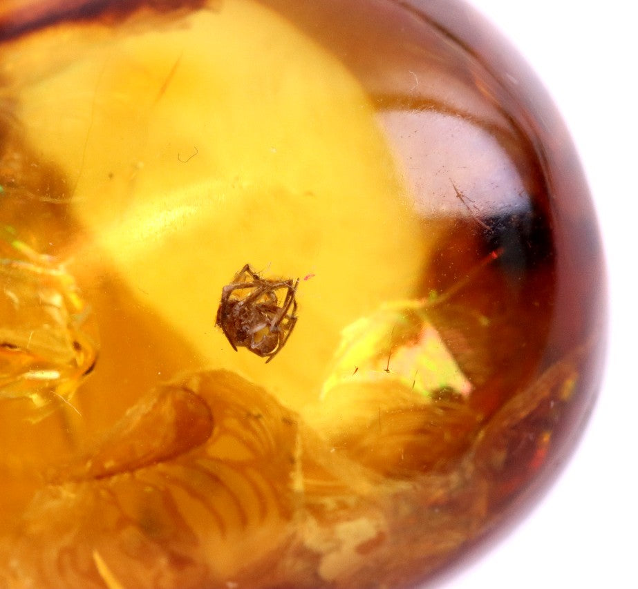 Unique Baltic Amber with Spider Inclusion