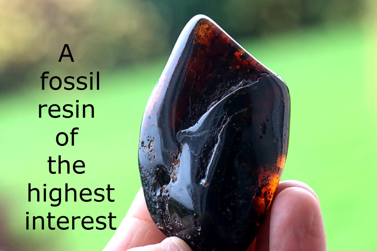 Large Tumbled Baltic Amber Gemstone – Genuine 40 Million Year Old Fossil Resin