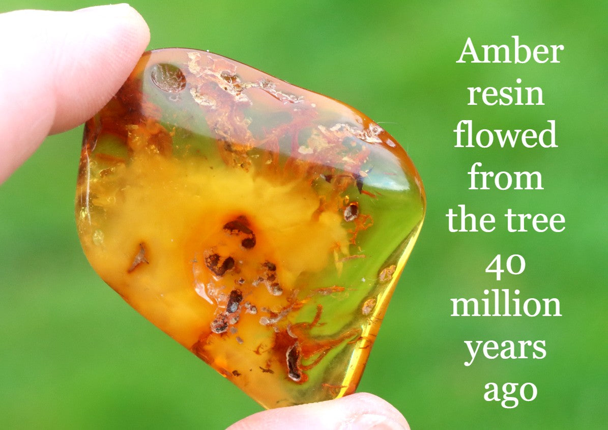 Natural Baltic Amber Gemstone | Amber for Luck