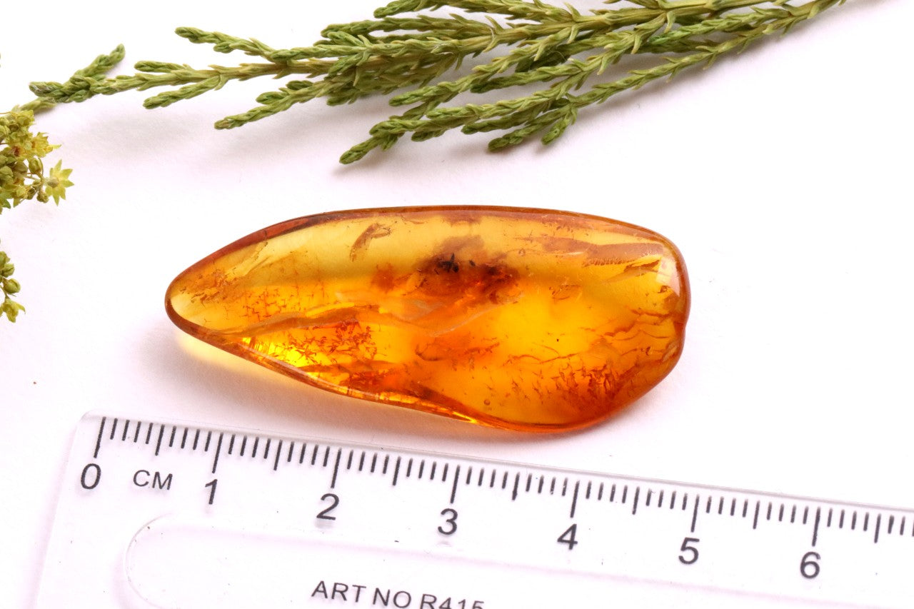 40 Million-Year-Old Baltic Amber with Ant Inclusion