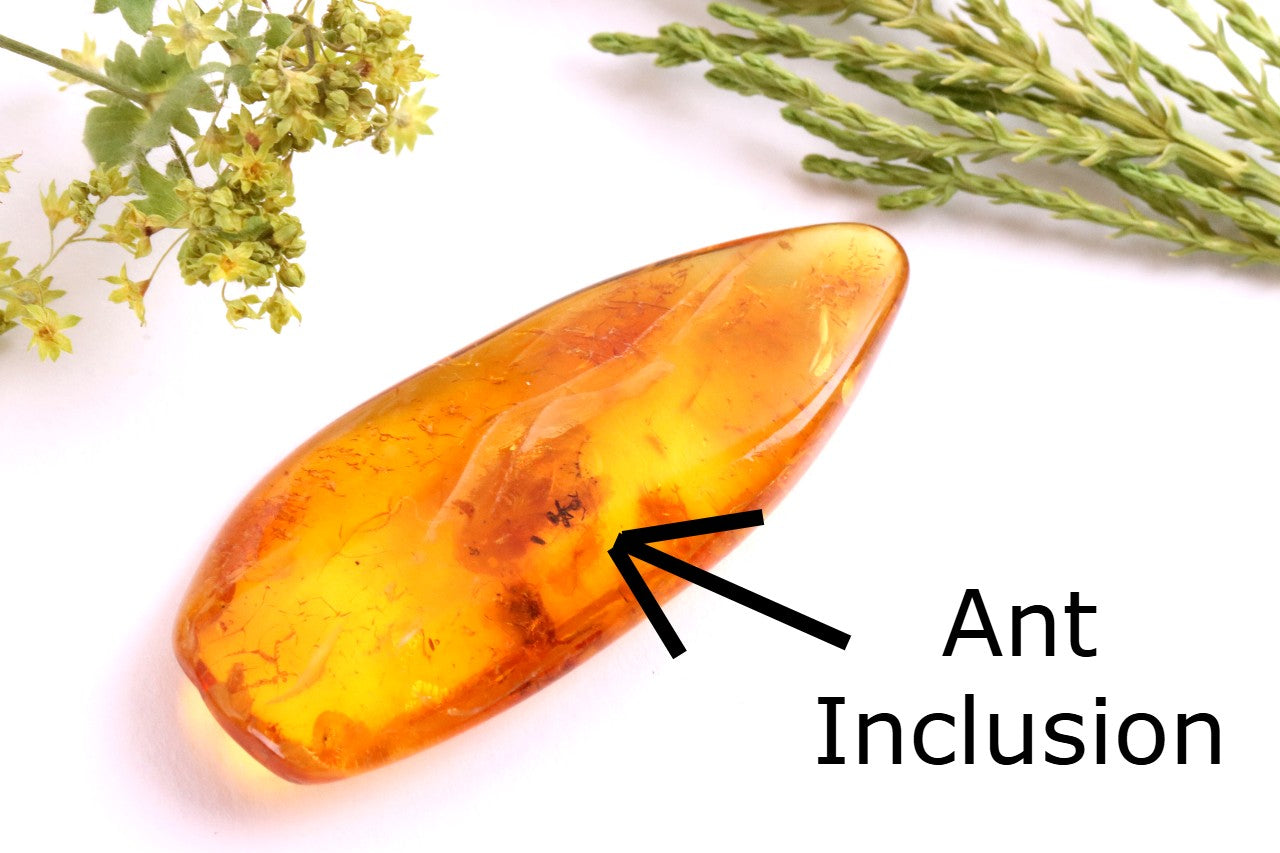 40 Million-Year-Old Baltic Amber with Ant Inclusion