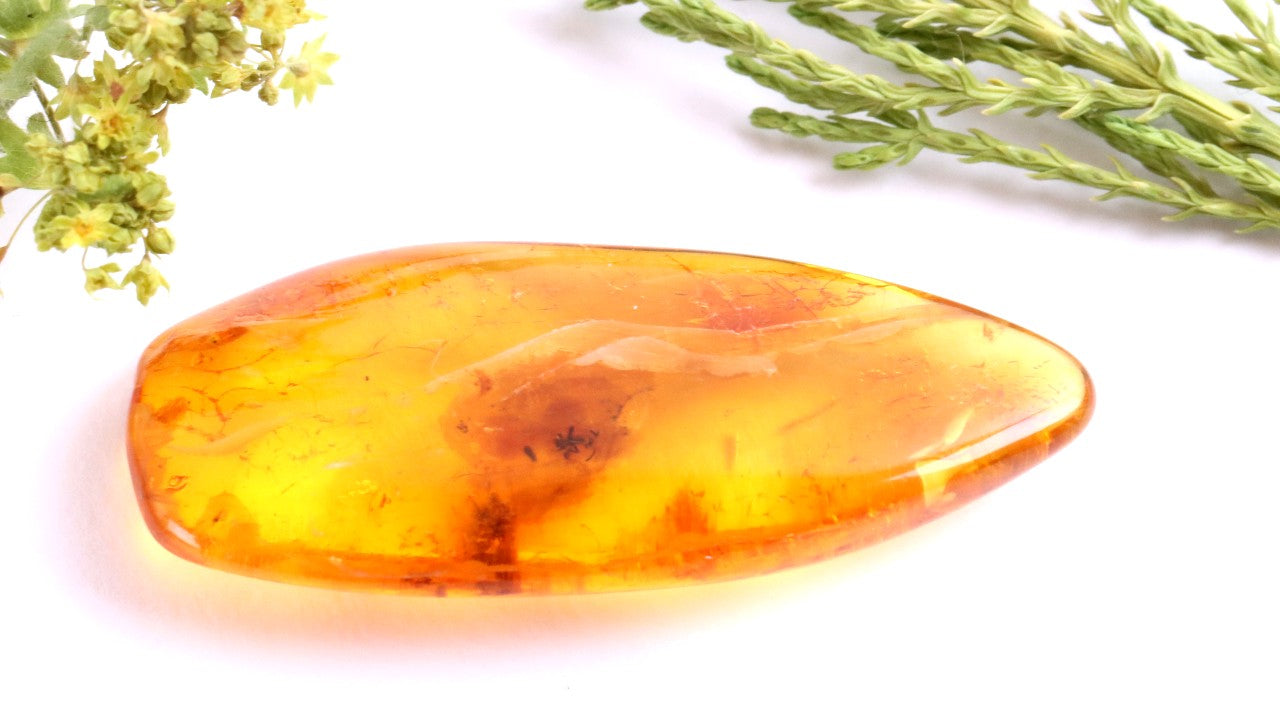 40 Million-Year-Old Baltic Amber with Ant Inclusion