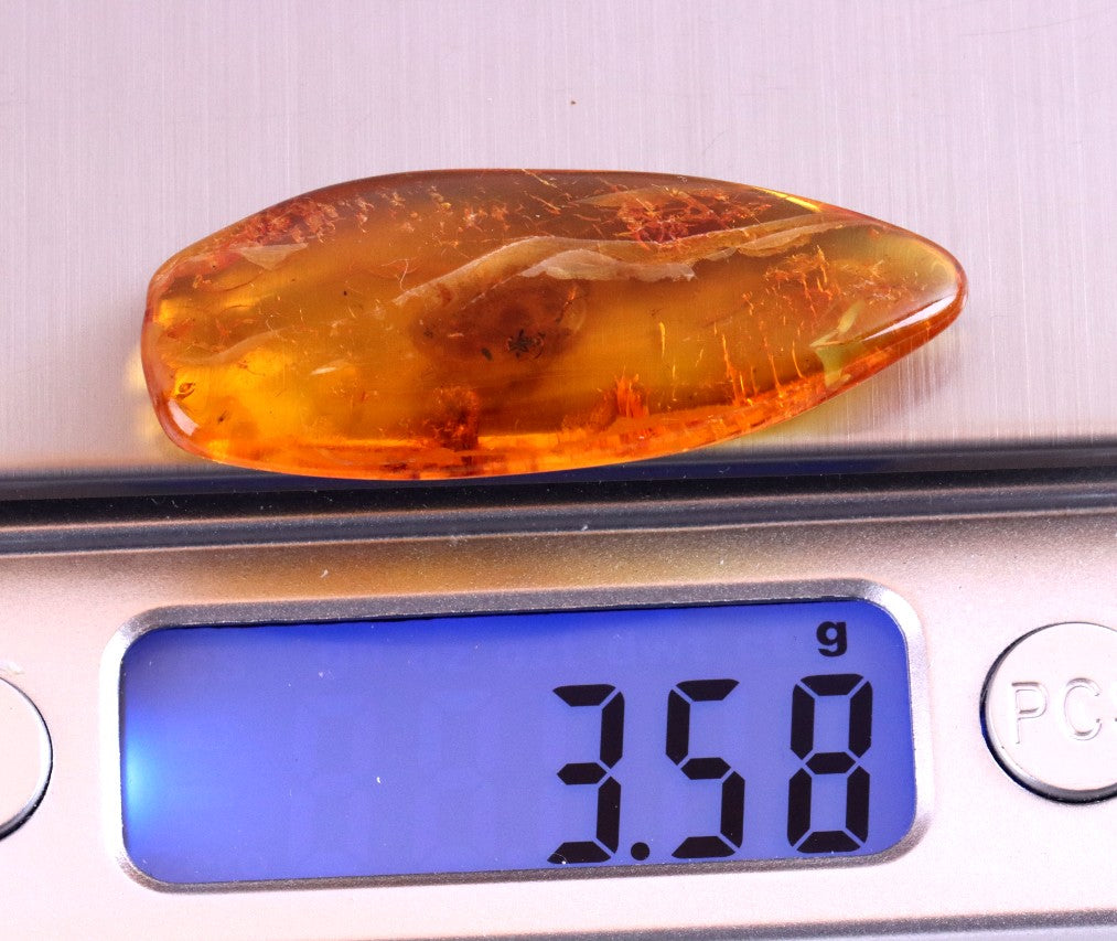 40 Million-Year-Old Baltic Amber with Ant Inclusion