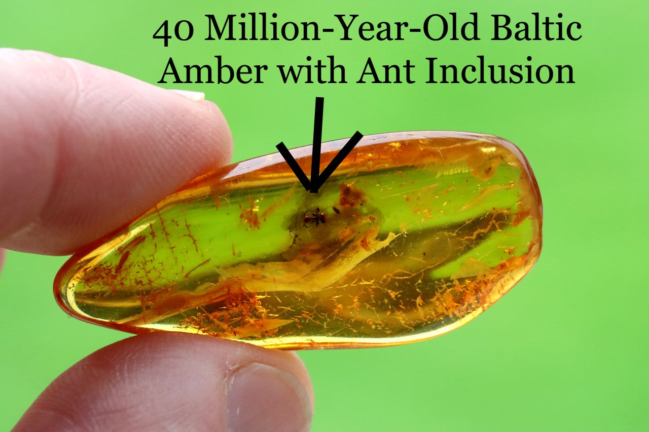 40 Million-Year-Old Baltic Amber with Ant Inclusion