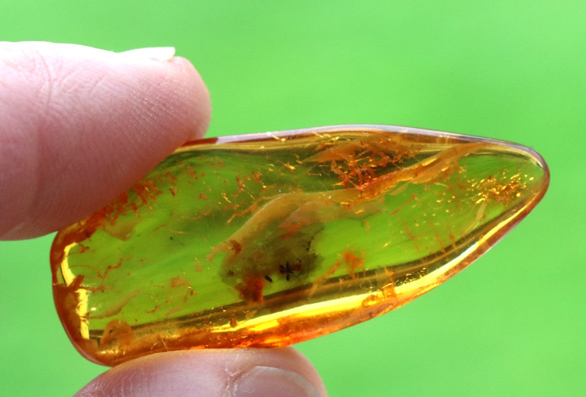 40 Million-Year-Old Baltic Amber with Ant Inclusion