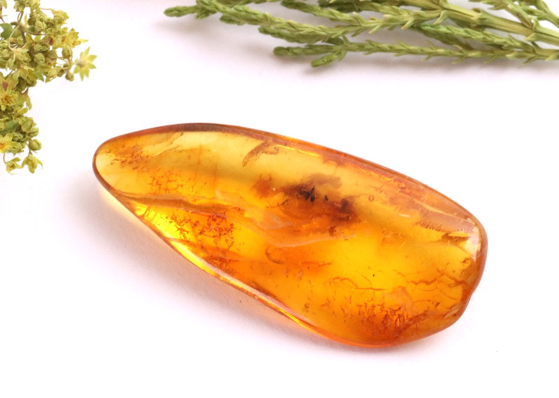 40 Million-Year-Old Baltic Amber with Ant Inclusion