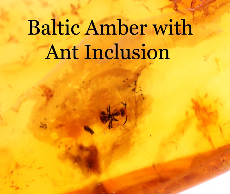 40 Million-Year-Old Baltic Amber with Ant Inclusion