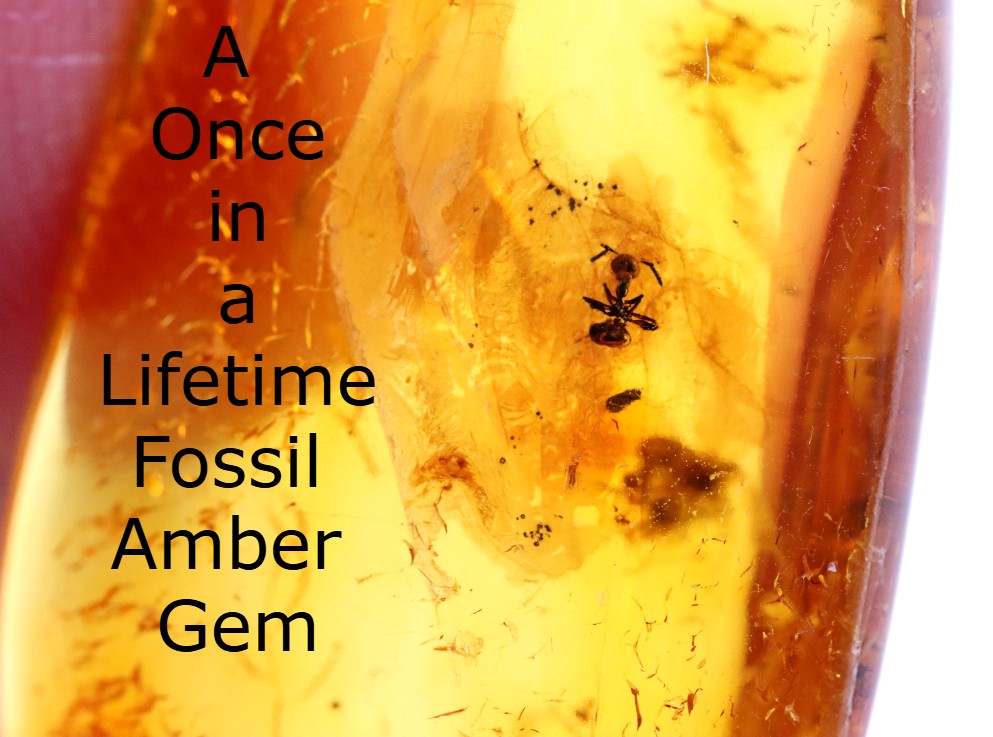 40 Million-Year-Old Baltic Amber with Ant Inclusion