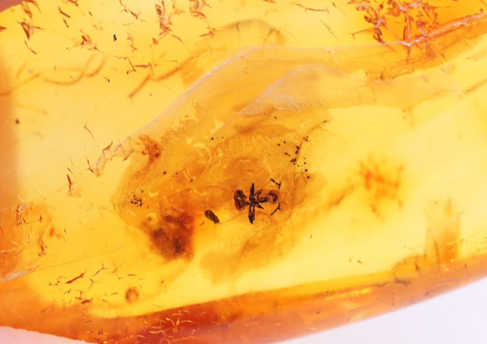 40 Million-Year-Old Baltic Amber with Ant Inclusion