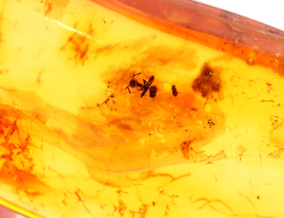 40 Million-Year-Old Baltic Amber with Ant Inclusion
