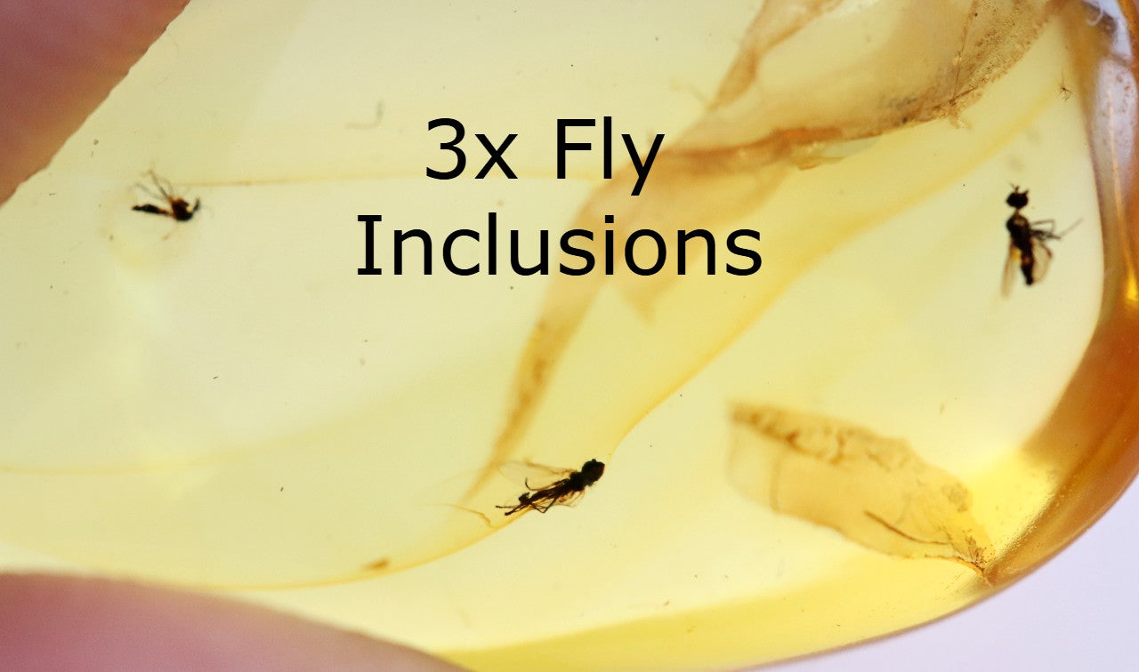 3x Fly Inclusions in Baltic Amber