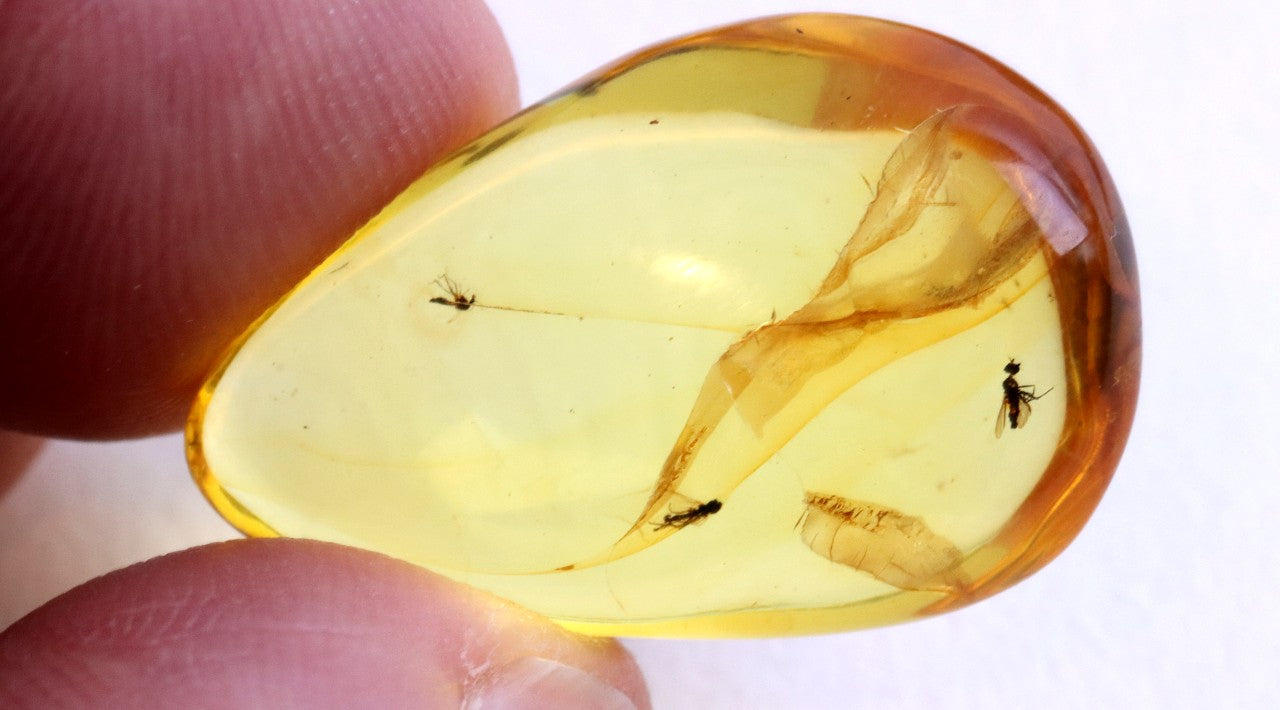 3x Fly Inclusions in Baltic Amber