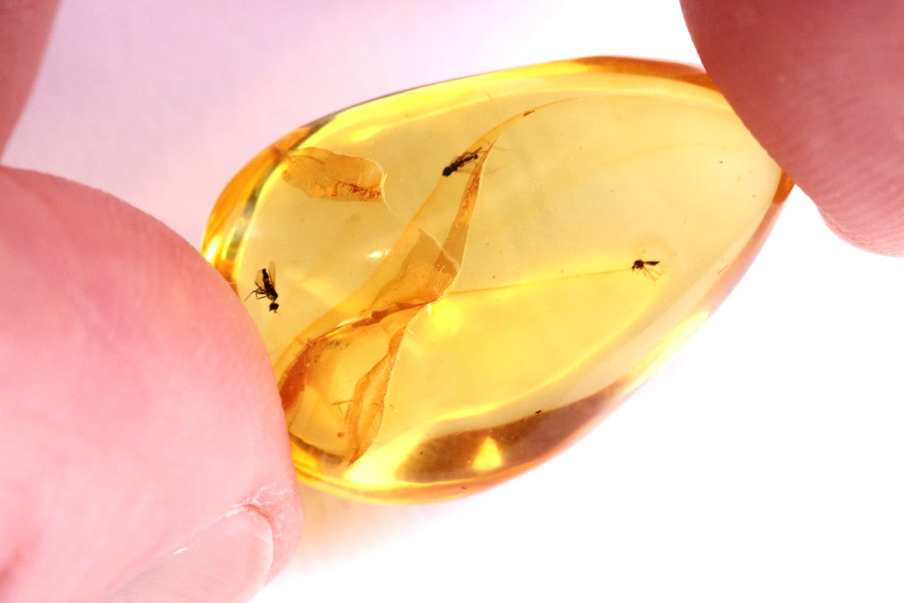 3x Fly Inclusions in Baltic Amber