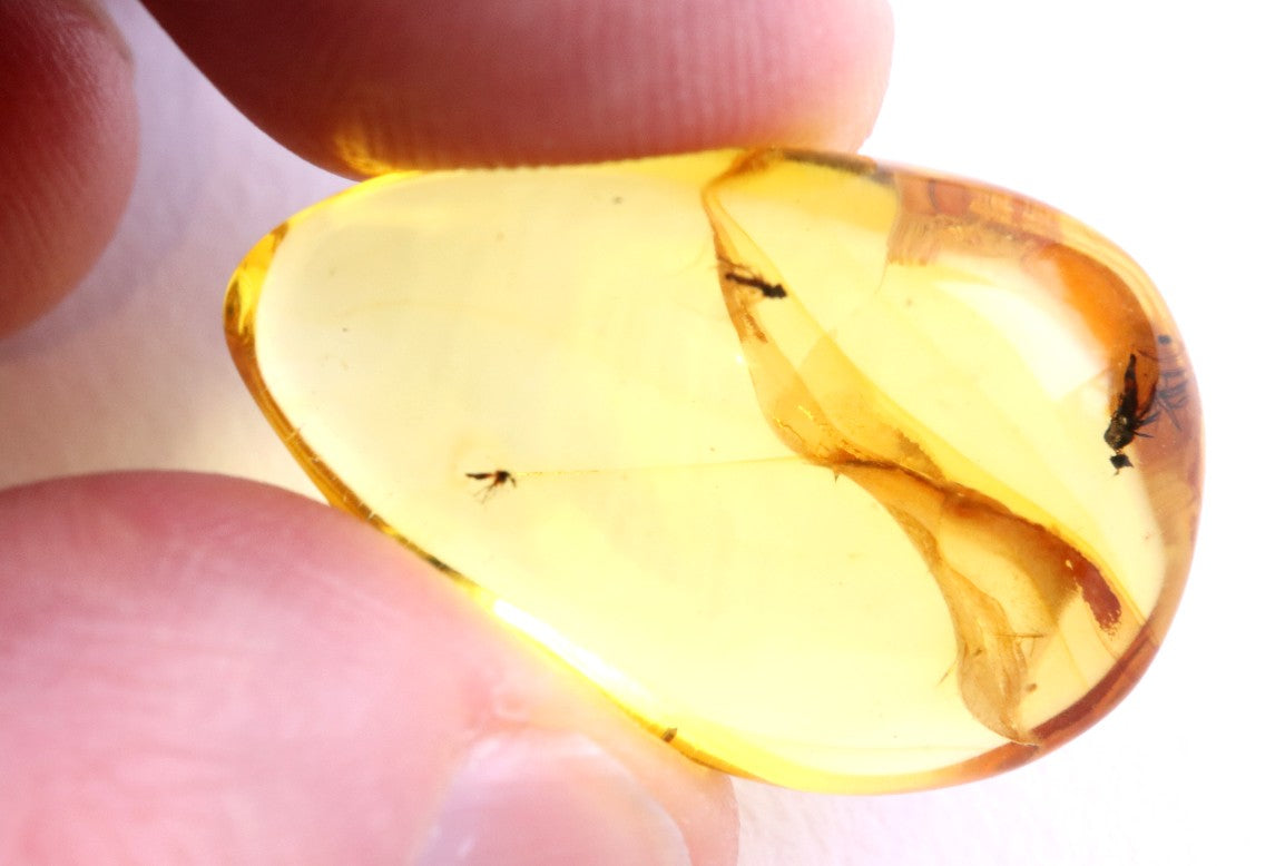 3x Fly Inclusions in Baltic Amber