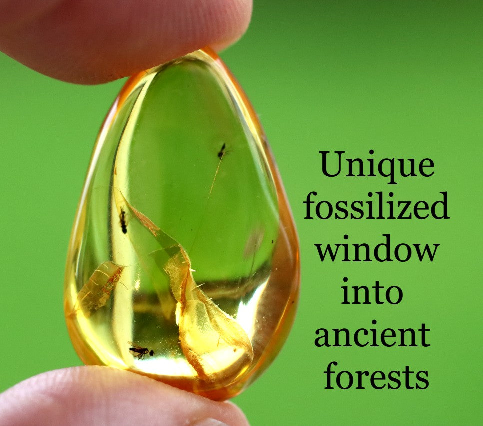 3x Fly Inclusions in Baltic Amber