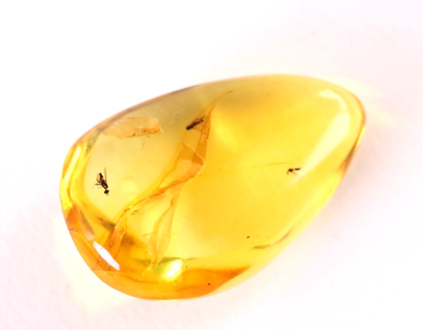 3x Fly Inclusions in Baltic Amber
