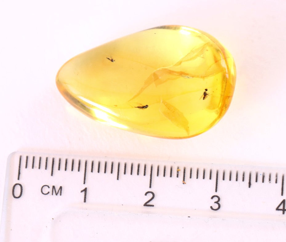 3x Fly Inclusions in Baltic Amber