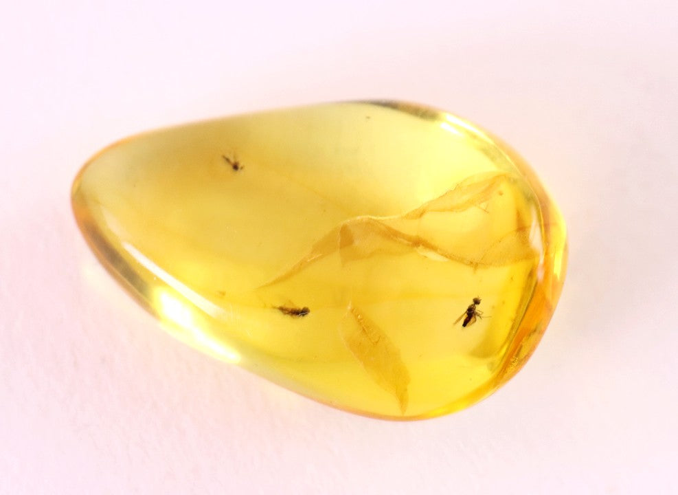 3x Fly Inclusions in Baltic Amber