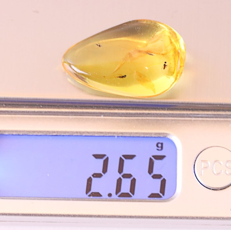 3x Fly Inclusions in Baltic Amber