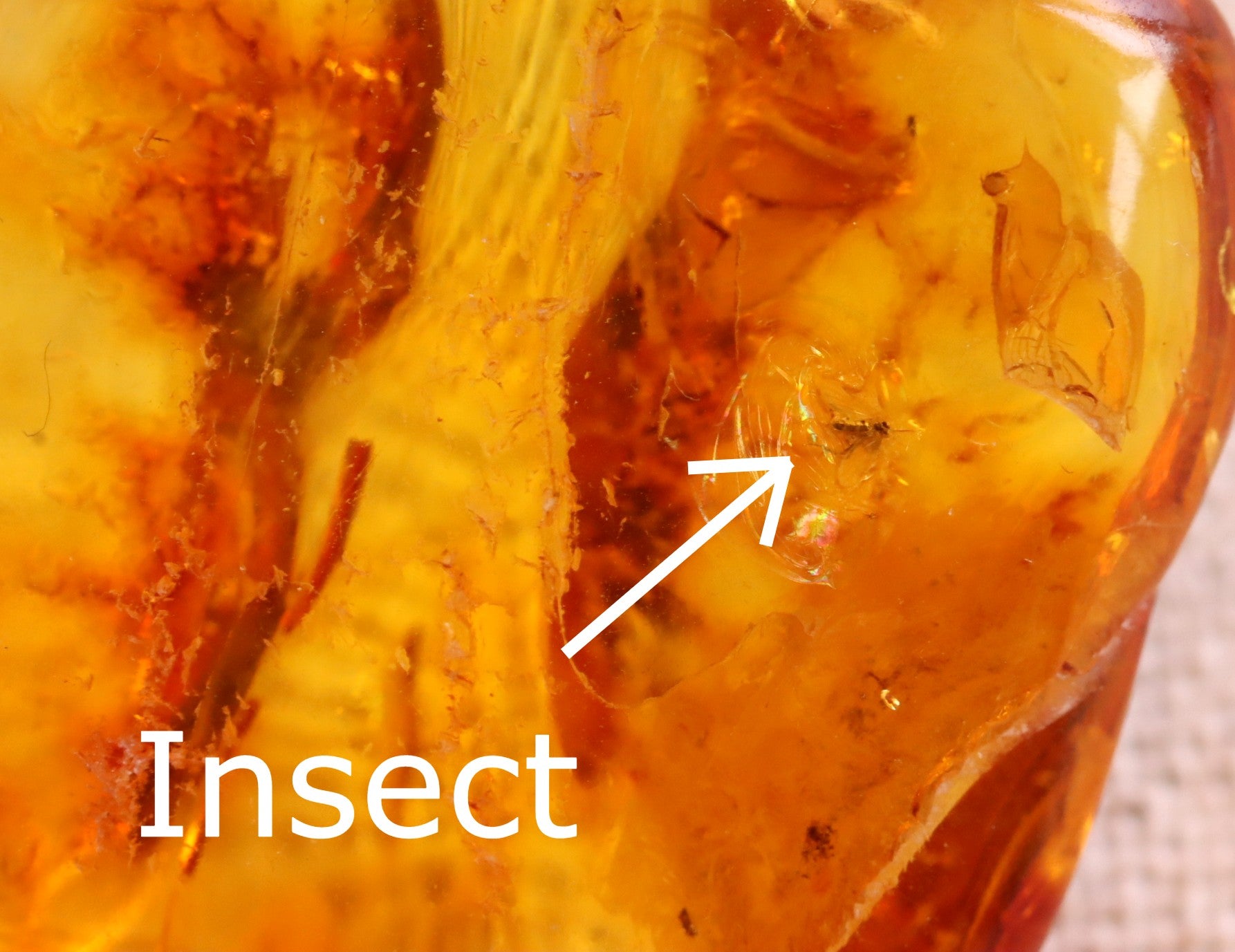 Insect In 40 million year old Baltic Amber Amulet