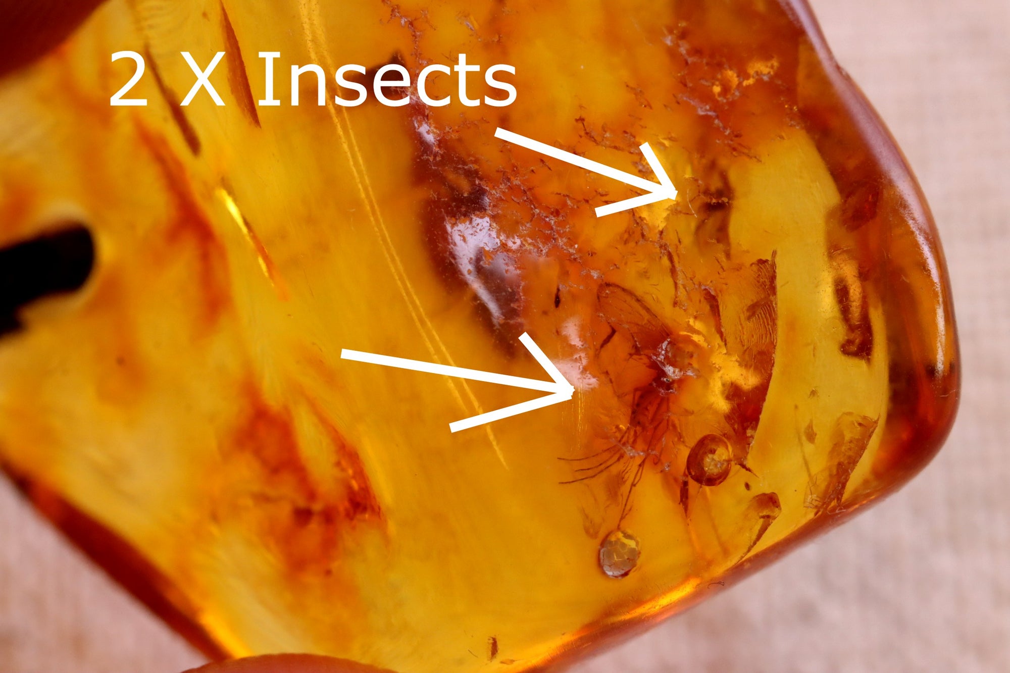 Insect In 40 million year old Baltic Amber Amulet