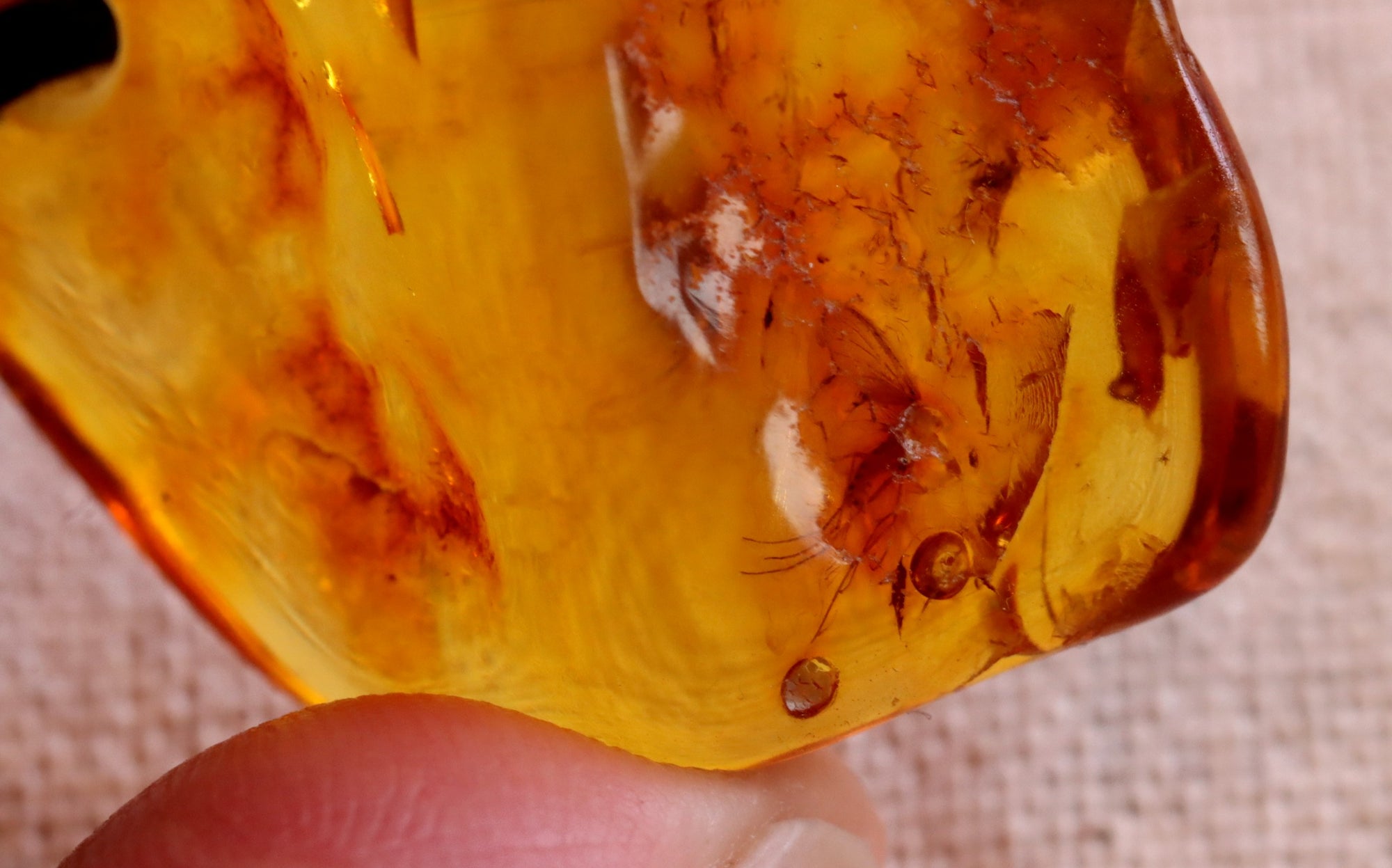 Insect In 40 million year old Baltic Amber Amulet