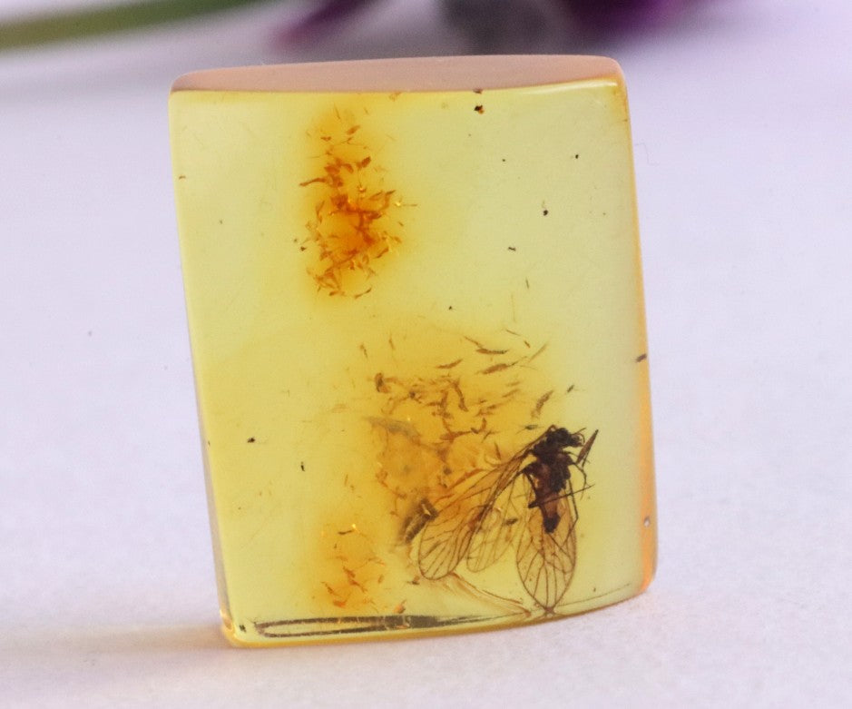 Fossil in Amber from Amber SOS Rare and Captivating Amber SOS