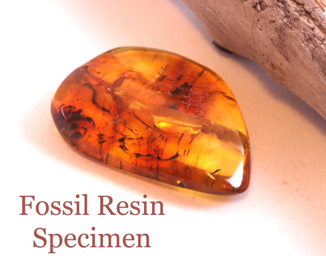 Unusual Insect Inclusion in Baltic Amber Small Piece