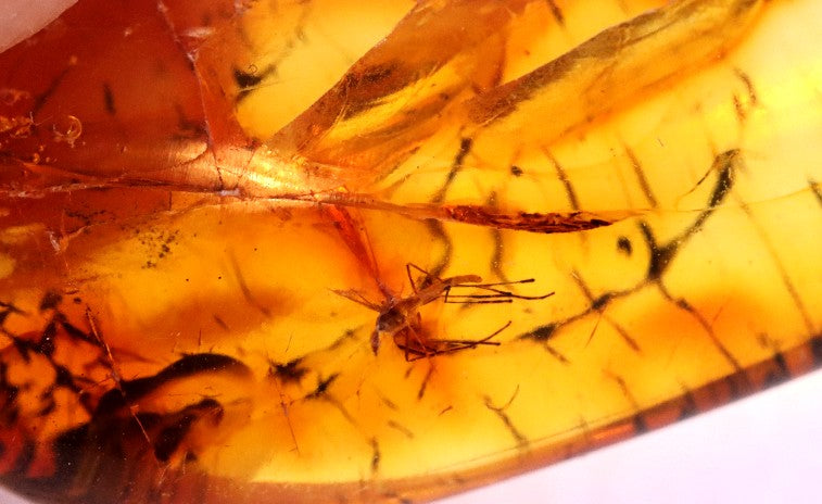 Unusual Insect Inclusion in Baltic Amber Small Piece