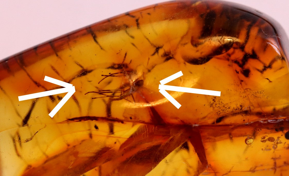 Unusual Insect Inclusion in Baltic Amber Small Piece