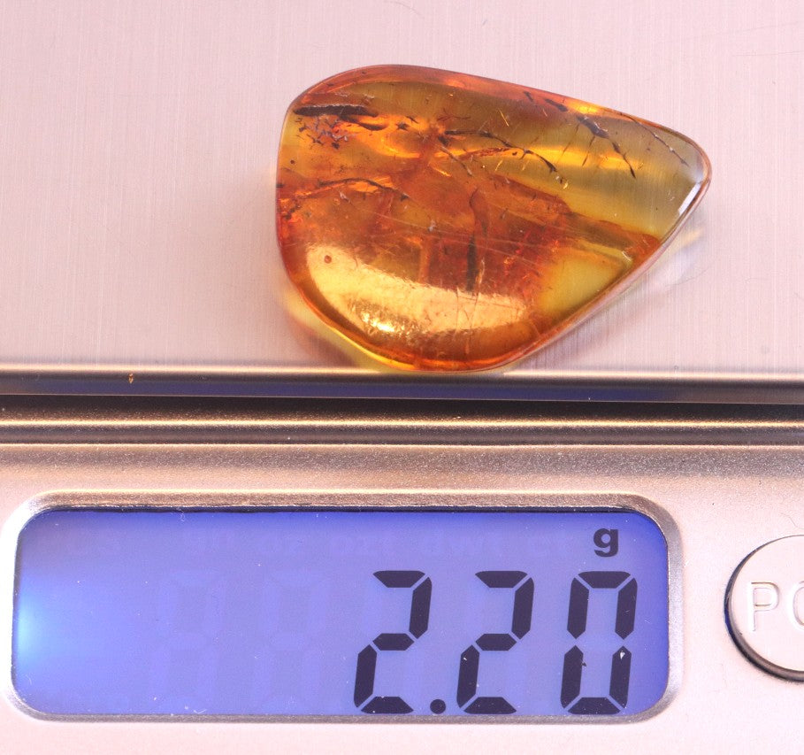 Unusual Insect Inclusion in Baltic Amber Small Piece