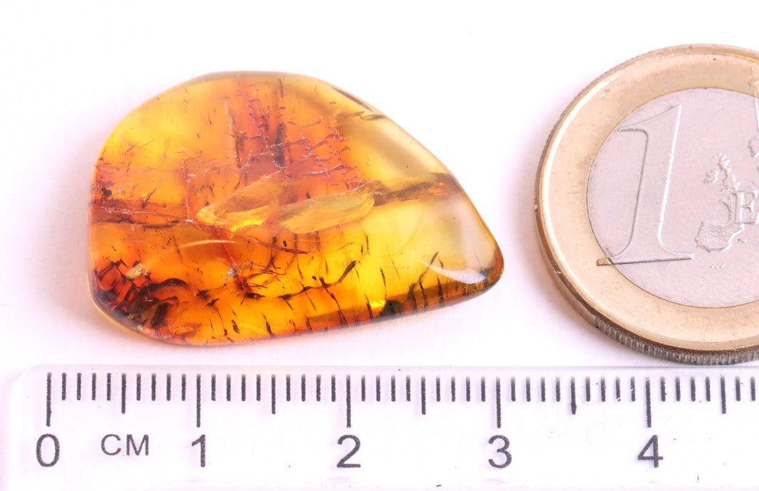 Unusual Insect Inclusion in Baltic Amber Small Piece