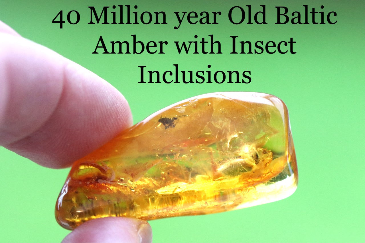 Baltic Amber with Fly Inclusion Genuine Baltic Amber