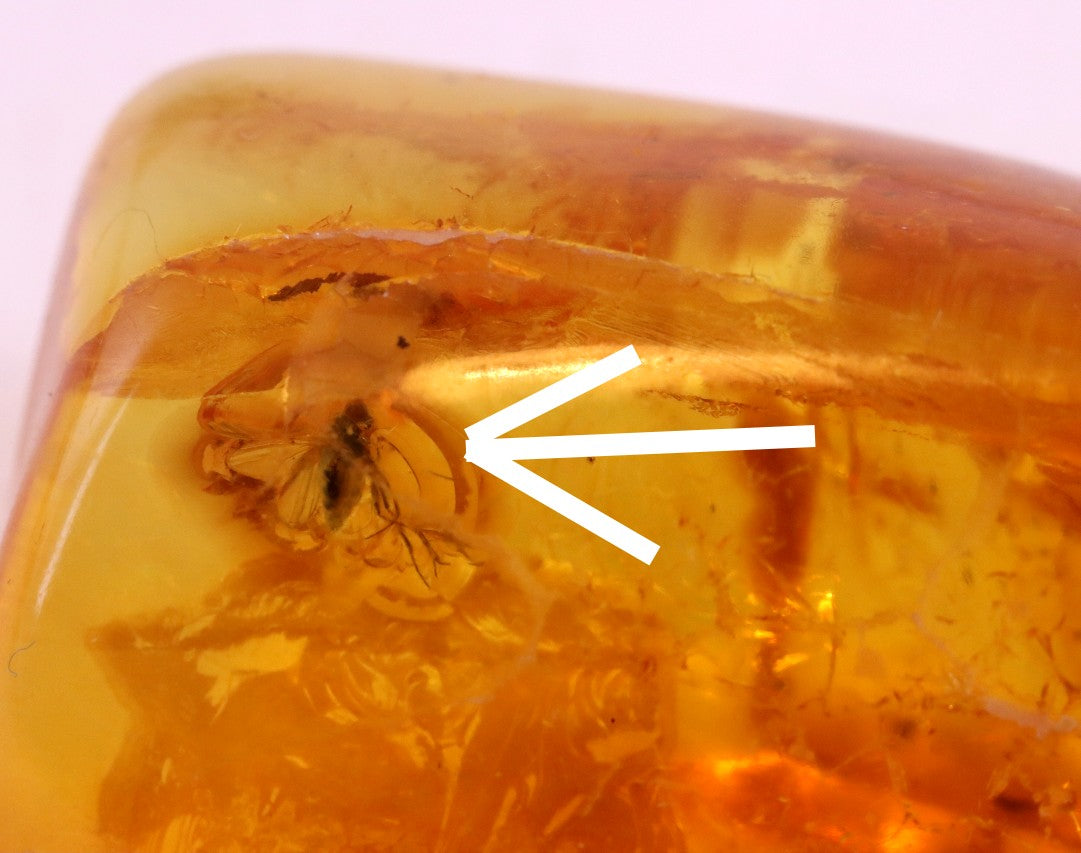 Baltic Amber with Fly Inclusion Genuine Baltic Amber