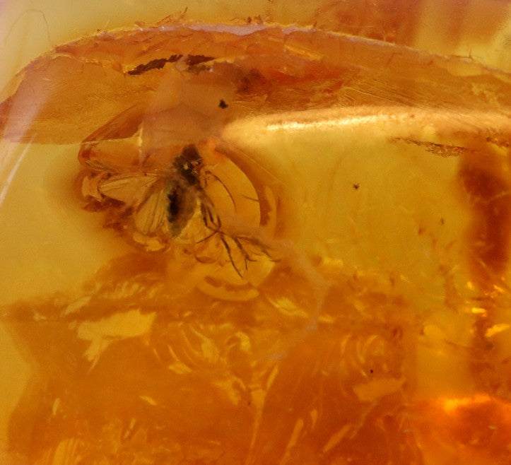 Baltic Amber with Fly Inclusion Genuine Baltic Amber