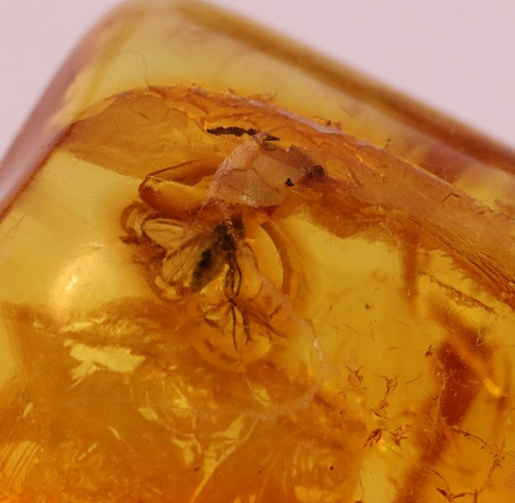 Baltic Amber with Fly Inclusion Genuine Baltic Amber