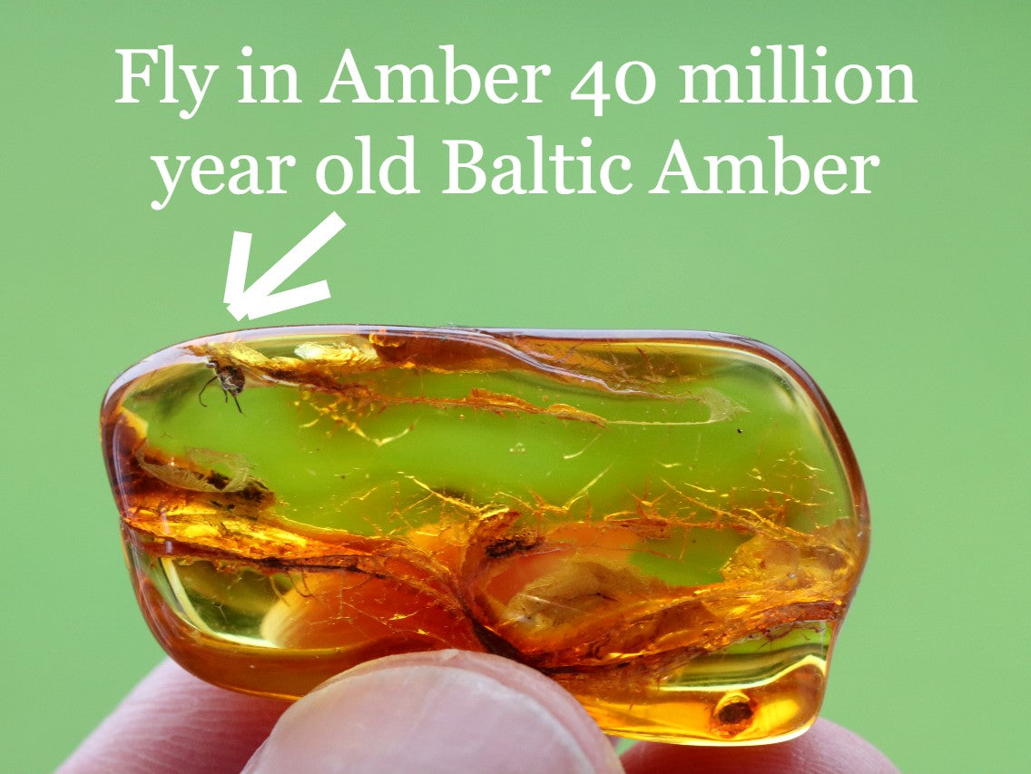 Fly in Amber 40 million year old Baltic Amber