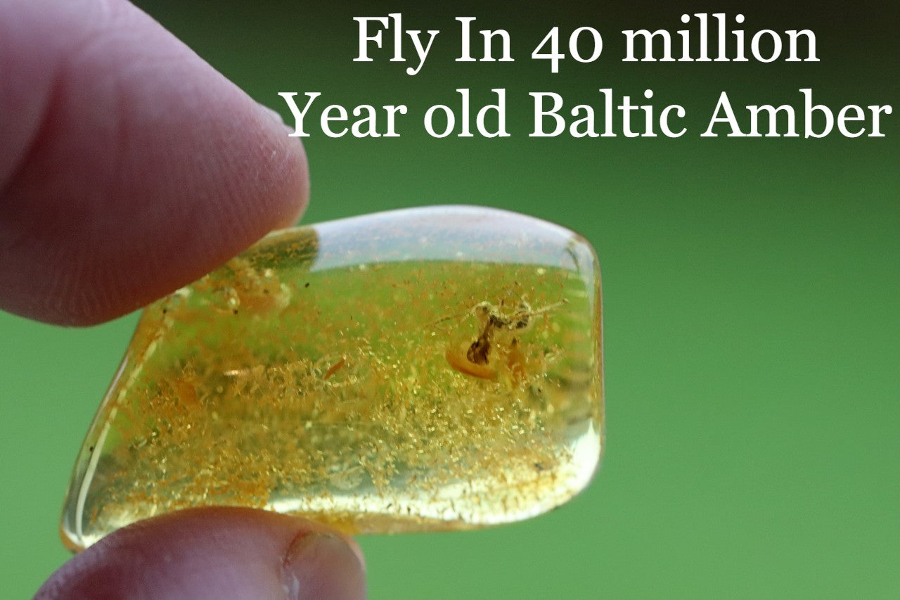 Fly In 40 million year old Baltic Amber