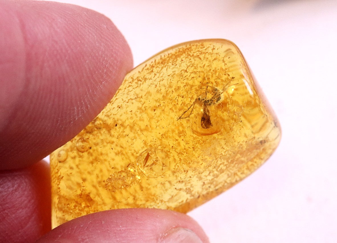 Fly In 40 million year old Baltic Amber