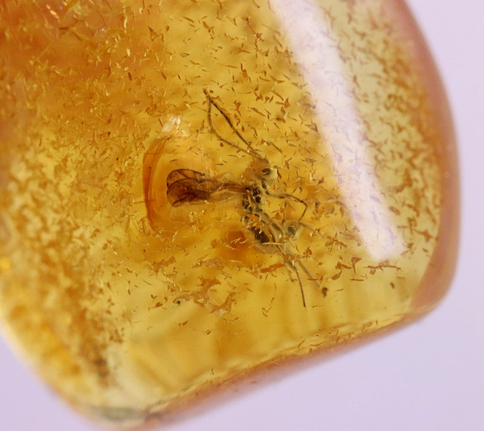 Fly In 40 million year old Baltic Amber