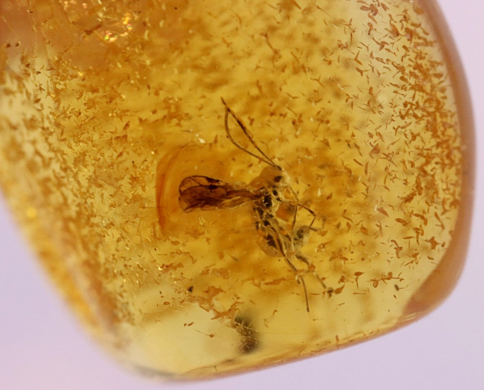 Fly In 40 million year old Baltic Amber