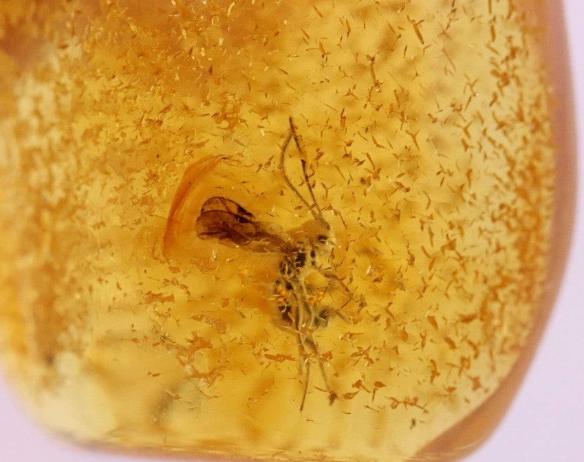 Fly In 40 million year old Baltic Amber