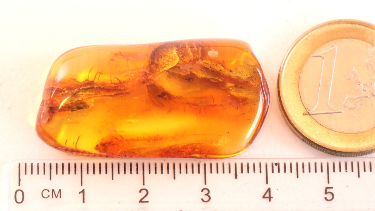 Fly in Amber 40 million year old Baltic Amber