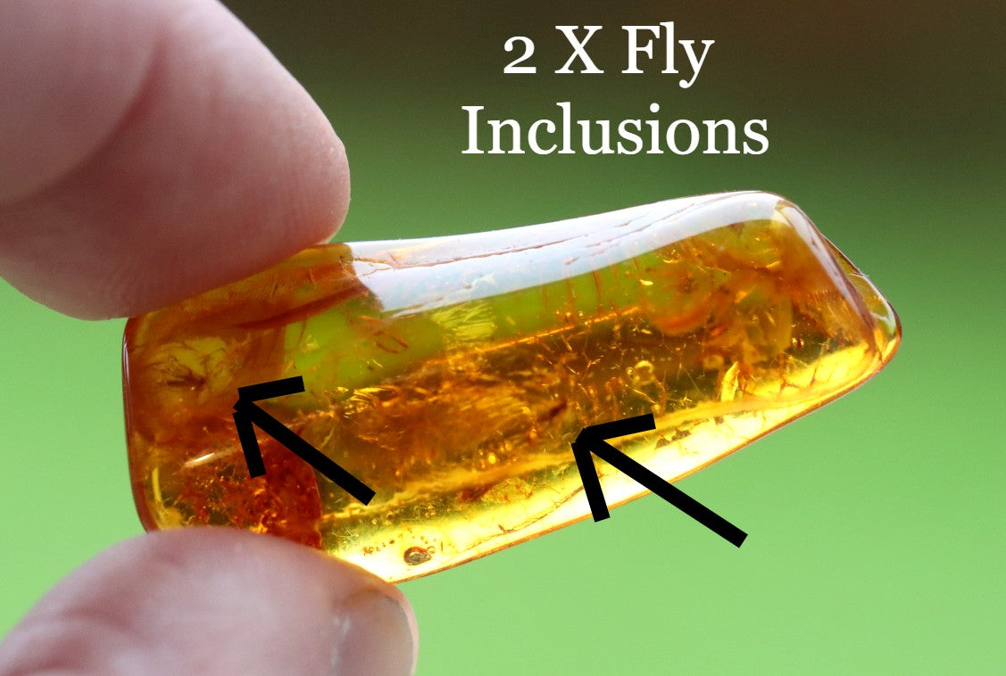 2 X 40 million year old Fly Inclusion in Baltic Amber