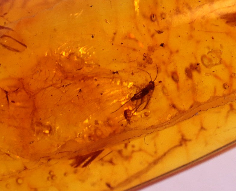 2 X 40 million year old Fly Inclusion in Baltic Amber